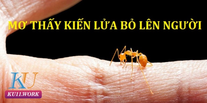 nằm mơ thấy kiến lửa